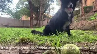 Collie Eye Anomaly
