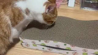 Cat Scratching Board