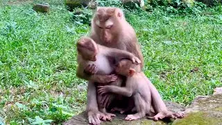 Mila is an orphan monkey, she wants love from Luna, she tries to pull Lunu out