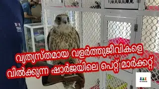 SHARJAH  BIRD'S & ANIMAL MARKET || PET MARKET || ARABIAN FALCON|| MACAW||PEACOCK|| @THE SANSIAN