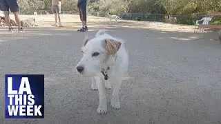 LA This Minute - Laurel Canyon Dog Park Gets a Makeover