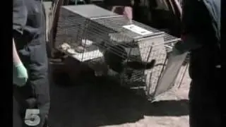 News:  Rabid Cat