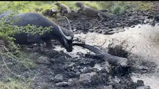 KOMODO DRAGONS TRYING TO ATTACK BUFFALO