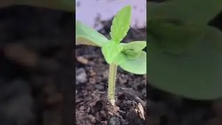 Four Leaf Clover  🌱 Cannabis  Mutation