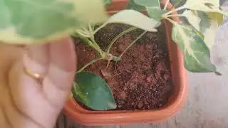 Schefflera plant care and propagation tips |Umbrella plant | Umbrella tree #schefflera #umbrella |