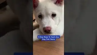 Brilliant Lifehack To Teach Any Dog Their Name #shorts #puppy #dogtraining #puppytraining