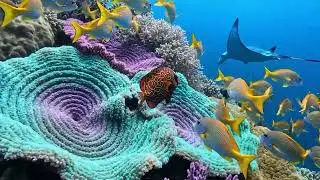 Ocean Depths Ambient Music 🌊 Sleep, Relax, Focus & Meditation