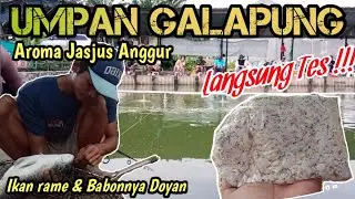 🔴Gacor‼️Umpan Putih Galapung ikan mas Target indukan aroma Jasjus anggur (Langsung tes)
