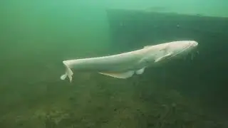 23. Freediving in Czech Republic: Bořen&aacute; Hora, long-awaited encounter with a white catfish 2023