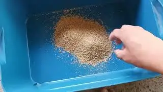 Set Up Superworm Beetle nest | Superworm Breeding