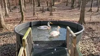 Cozy Ducks in Winter 🦆🦆🦆