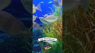 Inside Lotte World Aquarium, Hanoi | Vietnam&rsquo;s Largest Marine Adventure! #shorts #vietnam #hanoi