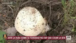 De setas en verano | Ancha es CLM - CMM