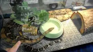 Midwest Reptile Show: 11-13-10