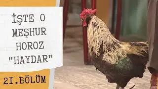 Celayir'in Meşhur Horozu 
