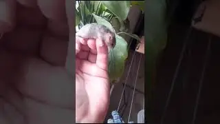 Купить мышек лысых.Мышки Фозз.Кучерявые мышки.#mouselife #лысыемышки