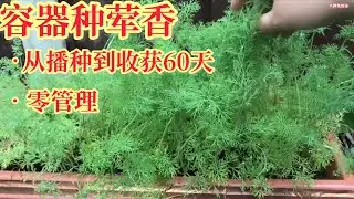 【种植】种荤香，从播种到采收#最后变成美味的饺子how to grow #dill in containers