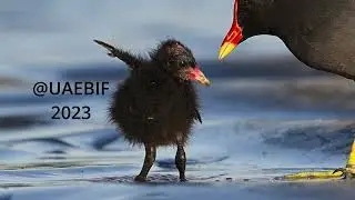 Moorhen feeding