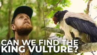 In Search of the King Vulture in Mexico | Cheep!