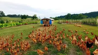 CHICKEN FARMING  How to breed?- Serama Bantam the smallest chicken in the world.