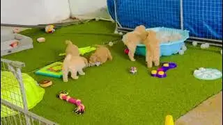 Cavapoo pups having some fun