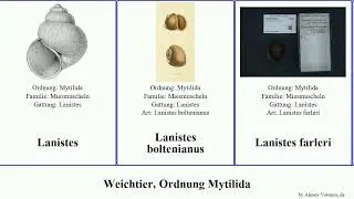 Weichtier, Ordnung Mytilida lanistes niger mollusca erebus chilensis californianus Brachidontes
