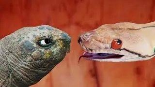 This is how turtles defend themselves against snakes