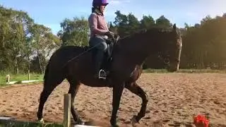 Joanne Graham & Tostruplunds Lanthana