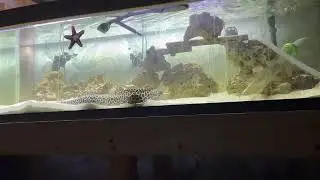 (Gymnothorax favagineus) tessellate moray