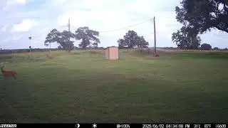 Doe on iZEEKER iG600 Trail Camera