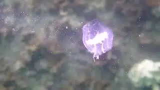 タルマワシ