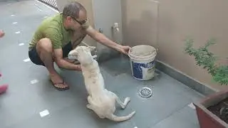 Virat Laughing summer shower to dog2017 #viral #reels #trend #doglove #funny #laugh #shorts #summer