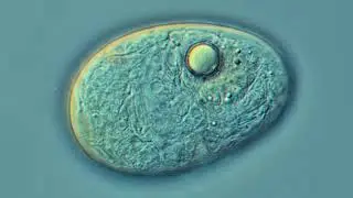 Rotifer egg-