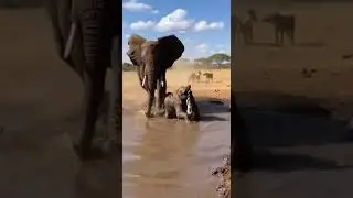 The fate of a crocodile that targeted a baby caught on camera #wildlife #nature #danger
