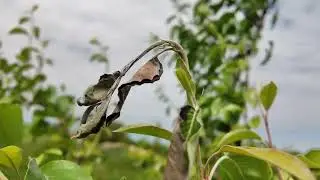 Záludný škůdce hrušní Bodruška hrušňová! 🐛 Proč usychají špičky větviček? A co s tím? 🍐⚠️ Radkův sad