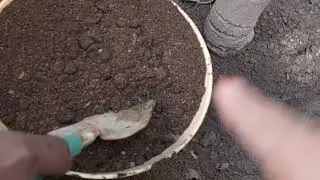 Fruit plants main khad Danny ka tarika ##gardeningwithamna 