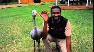 EWT'S African Crane Conservation Programme