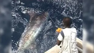 Ngeri! Video Mancing Ikan Black Marlin Monster Berat 300 kg