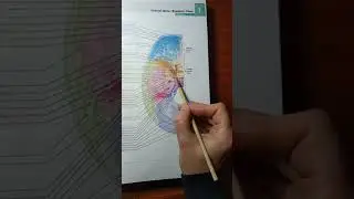 Base of skull. Internal surface