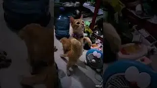 smart cat standing #shorts #shortvideo #cutecat #cat #85official #viral #trending
