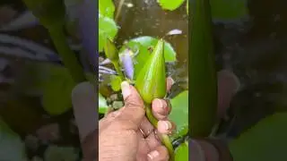 Water lily propagation from seeds #waterlily #propagation #seeds #pollination #pollinators #seedling