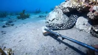 Scuba Diving: Capturing Spotted Moray Eels in Rocky Reefs with Blue Ocean and Seaweed Backdrop