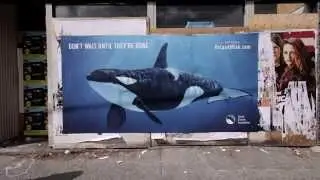 David Suzuki Foundation: Orcas At Risk