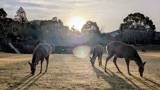 Deer at Sunrise in Japan