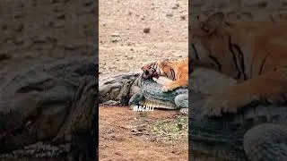 Machli: Tiger vs Crocodile | Legendary Tigress of Ranthambore, India #machli  #tigerdocumentary