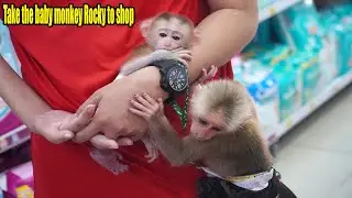 Dad and sister Rosi take the baby monkey Rocky to shop - MONKEY ROSI