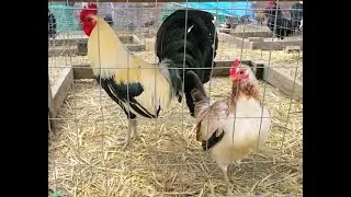USA Gamefowl Breeding Season 2021 #USAGAMEFOWL