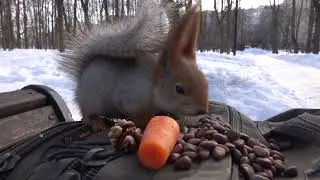 Короткий ролик с копией Копии / A short video with a copy of Copy
