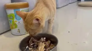 The mama cats is Eating Food. #kitten #cat #adoptstrays #kitty #straycat @TheStrayCatsandKittens