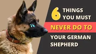 6 things you must never do to your german shepherd